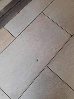A small cockroach on the floor of the Rat
